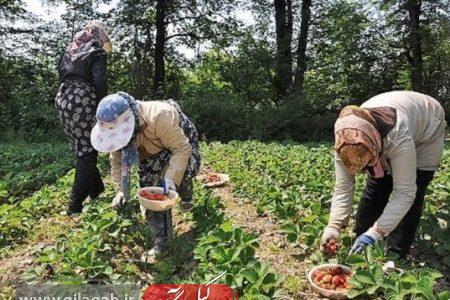 برداشت توت فرنگی از ۱۳۰ هکتار از باغ‌های گیلان