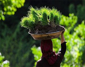 بانوان گیلانی رتبه نخست کشور در مدیریت زمین‌های کشاورزی