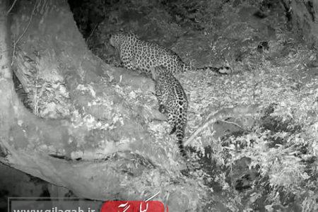 جولان پلنگان در جنگل‌های شرق گیلان