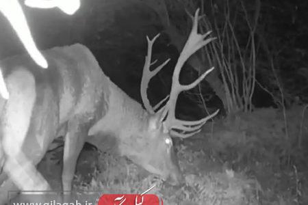 مشاهده بزرگترین مرال نر جنگل‌های هیرکانی گیلان