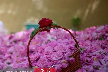 گیلان نیز به عطر گل‌محمدی آگین شد