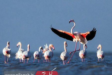 نمایشگاه عکس پرندگان مهاجر در رشت