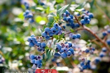 بزرگ‌ترین مجموعه متمرکز کشت بلوبری کشور در انزلی فعال است