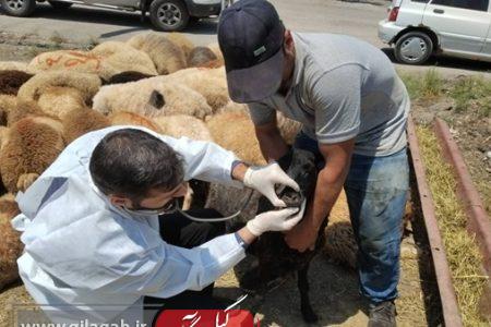 نظارت ۳۴ گروه ثابت و سیار بهداشتی و شرعی بر ذبح دام در گیلان