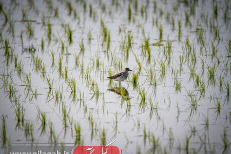 ۲۰۶ هزار هکتار از شالیزارهای گیلان مکانیزه نشاء شد