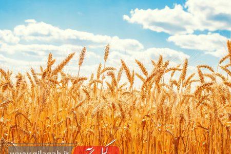 برداشت گندم و جو در رودبار و املش آغاز شد