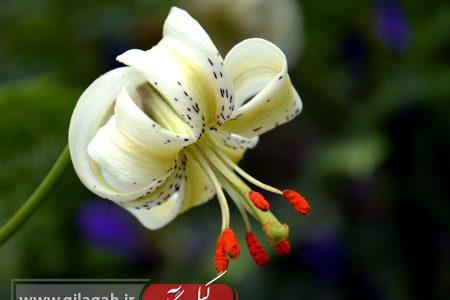 گلدهی اثر طبیعی ملی سوسن چلچراغ در روستای توریستی داماش رودبار