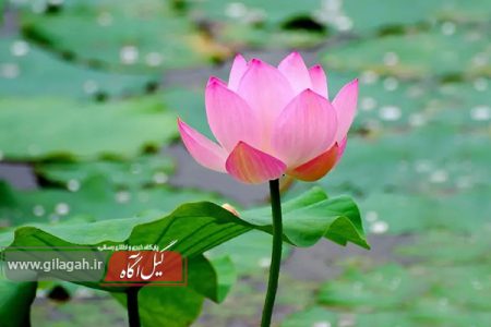 لاله های درخشان؛ نگین های زنده تالاب انزلی