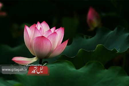 لاله های درخشان؛ نگین های زنده تالاب انزلی