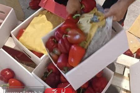 کشف مواد مخدر از بار فلفل دلمه‌ای صادراتی
