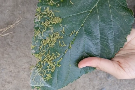 مشاهده شدن آفت پروانه سفید اشجار در باغ‌های گیلان