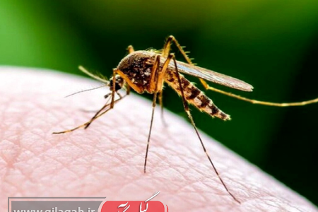 ناقل مرگ‌ خاموش در کوچه‌پس‌کوچه‌های گیلان