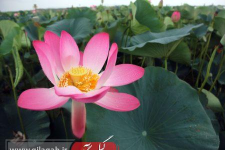 شکوفایی نیلوفرهای آبی در پهنه تالاب بین‌المللی انزلی