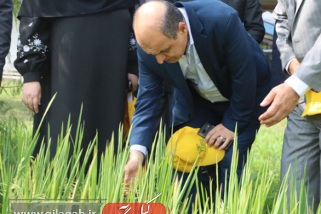 رونمایی از ۳ رقم جدید پرمحصول برنج ایرانی