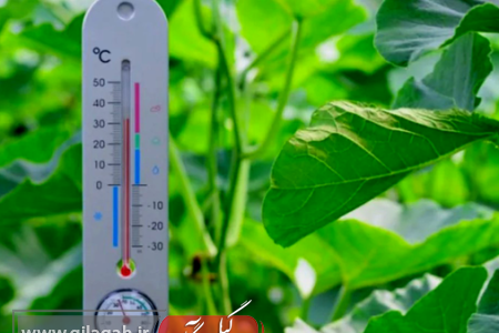 موج جدید گرمای شرجی گیلان در هفته آینده