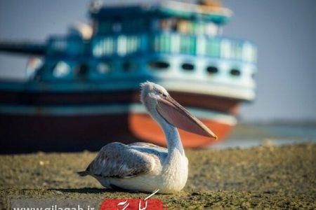 ورود نخستین گروه پلیکان‌های مهاجر به پارک ملی بوجاق