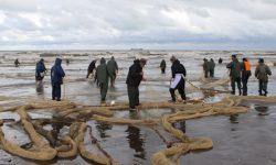 صید ۷۰۳ تن انواع ماهیان استخوانی در گیلان
