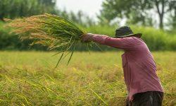 ۴ کشاورز گیلان نمونه کشوری شدند