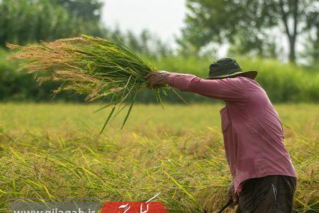 ۴ کشاورز گیلان نمونه کشوری شدند