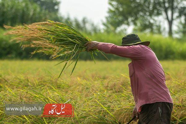 ۴ کشاورز گیلان نمونه کشوری شدند