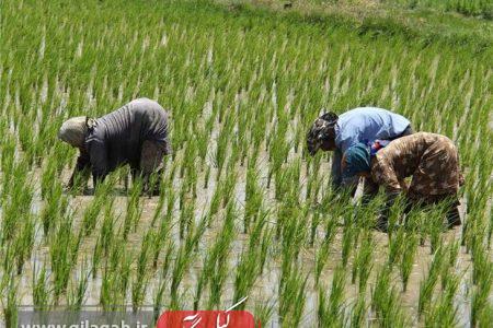 اجرای طرح جهش تولید برنج در ۴ هزار هکتار از شالیزارهای گیلان