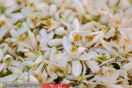 برداشت شکوفه‌های بهارنارنج در گیلان آغاز شد