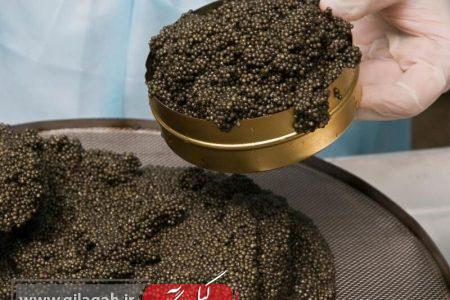 ثبت رکورد تولید خاویار در آستارا
