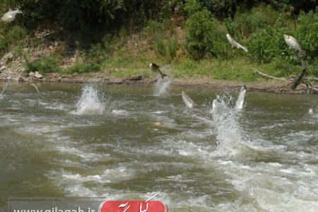 رئیس شیلات آستارا: صید غیرمجاز ماهی‌های مولد را از چرخه حیات خارج می‌کند