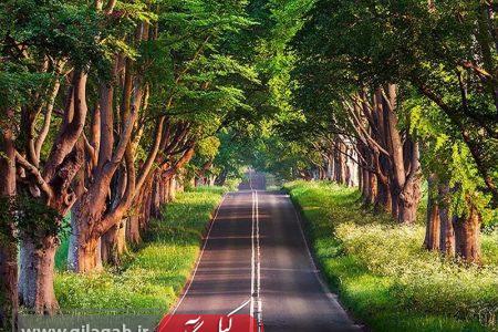 گیسوم گیلان با همه افسانه‌هایش در مسیر جهانی شدن