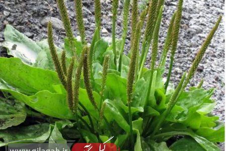 بارهنگ؛ گیاه دارویی برای بهبود زخم ها و کاهش سرفه