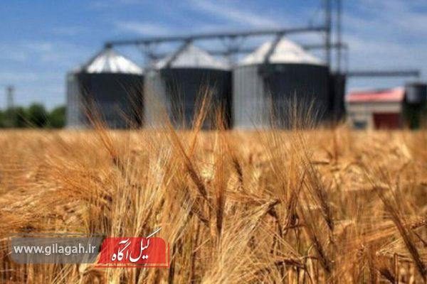 مراکز خرید تضمینی گندم در گیلان آماده شد