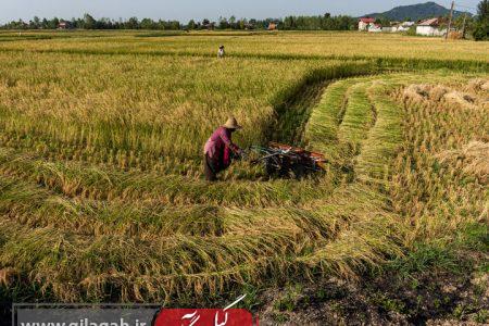 کشت دوم؛ نسخه‌ای برای پایان بیکاری فصلی کشاورزان گیلان