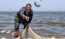 صید ۲۷۵۰ تن ماهیان استخوانی در گیلان